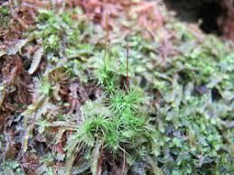 Attēlu rezultāti vaicājumam “Bryum pallescens”