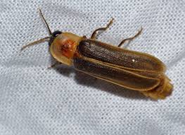 Attēlu rezultāti vaicājumam “Lampyris noctiluca”