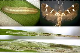 Attēlu rezultāti vaicājumam “Elachistidae”