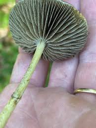 Attēlu rezultāti vaicājumam “Protostropharia alcis”