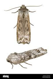 Attēlu rezultāti vaicājumam “Lithomoia solidaginis”