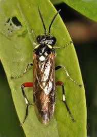 Attēlu rezultāti vaicājumam “Diderma umbilicatum macro”