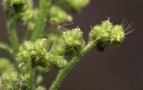 Image result for Chenopodium botrys