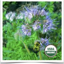 Image result for Phacelia