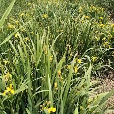 Attēlu rezultāti vaicājumam “Iris pseudacorus fruit”