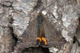 Attēlu rezultāti vaicājumam “Boudinotiana notha”