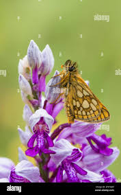 Attēlu rezultāti vaicājumam “Carterocephalus silvicolus”