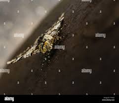 Attēlu rezultāti vaicājumam “Pareulype berberata”