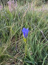 Attēlu rezultāti vaicājumam “Gentiana pneumonanthe flower”