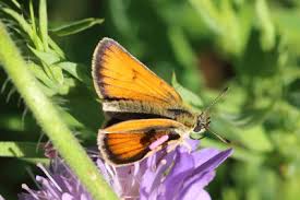 Attēlu rezultāti vaicājumam “Thymelicus lineola female”