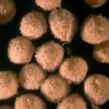 Attēlu rezultāti vaicājumam “Isoetes echinospora”