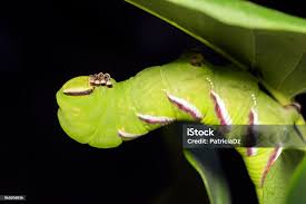 Attēlu rezultāti vaicājumam “Sphinx ligustri larva”