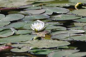 Attēlu rezultāti vaicājumam “Nymphaea candida leaf”