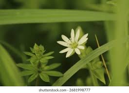 Attēlu rezultāti vaicājumam “Stellaria nemorum flower”