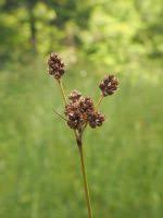 Attēlu rezultāti vaicājumam “Luzula multiflora fruit”