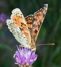Attēlu rezultāti vaicājumam “Melitaea phoebe underside”