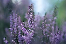 Attēlu rezultāti vaicājumam “Calluna vulgaris bud”