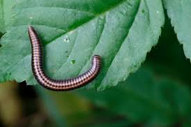 Attēlu rezultāti vaicājumam “Ommatoiulus sabulosus aimatopodus”