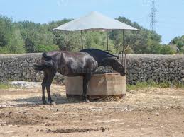 Attēlu rezultāti vaicājumam “Equus ferus caballus”