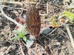 Attēlu rezultāti vaicājumam “Ombrophila violacea spores”