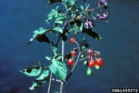 Attēlu rezultāti vaicājumam “Solanum dulcamara fruit”