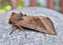 Attēlu rezultāti vaicājumam “Hydraecia micacea”