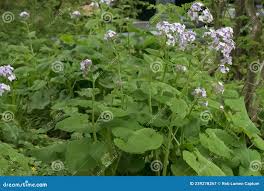 Attēlu rezultāti vaicājumam “Lunaria rediviva bud”