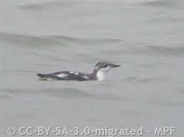 Image result for Brachyramphus perdix