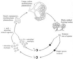 Attēlu rezultāti vaicājumam “Didymium nigripes spores”