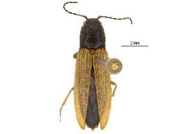 Attēlu rezultāti vaicājumam “Hemicrepidius sp.”