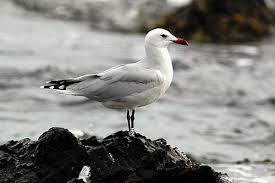 Image result for Larus audouinii