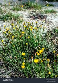 Attēlu rezultāti vaicājumam “Hypochaeris maculata flower”
