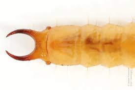 Attēlu rezultāti vaicājumam “Schizotus pectinicornis larva”