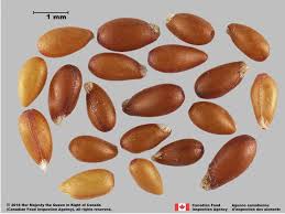 Attēlu rezultāti vaicājumam “Viola arvensis bud”