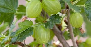 Attēlu rezultāti vaicājumam “Ribes uva-crispa leaf”