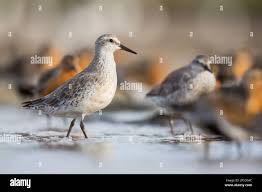Attēlu rezultāti vaicājumam “Calidris canutus”
