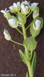 Attēlu rezultāti vaicājumam “Thlaspi arvense”