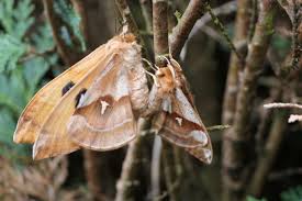 Attēlu rezultāti vaicājumam “Aglia tau”