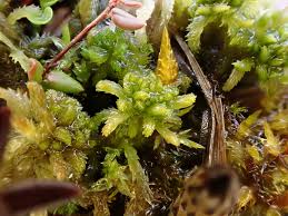 Attēlu rezultāti vaicājumam “Sphagnum contortum”