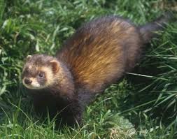 Attēlu rezultāti vaicājumam “Mustela putorius”