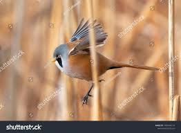 Attēlu rezultāti vaicājumam “Panurus biarmicus male”