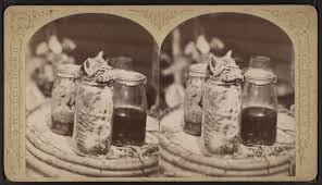 Kuvahaun tulos haulle bonsaikitten