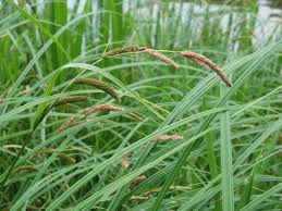 Attēlu rezultāti vaicājumam “Carex acuta leaf”