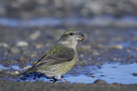 Attēlu rezultāti vaicājumam “Loxia pytyopsittacus male”
