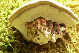 Attēlu rezultāti vaicājumam “Agathomyia wankowiczii”