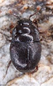 Attēlu rezultāti vaicājumam “Histeridae”