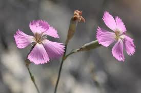 Image result for Steinnelke