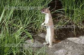 Attēlu rezultāti vaicājumam “Mustela erminea”