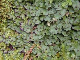 Attēlu rezultāti vaicājumam “Preissia quadrata”