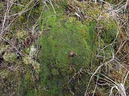 Attēlu rezultāti vaicājumam “Gymnostomum calcareum macro”